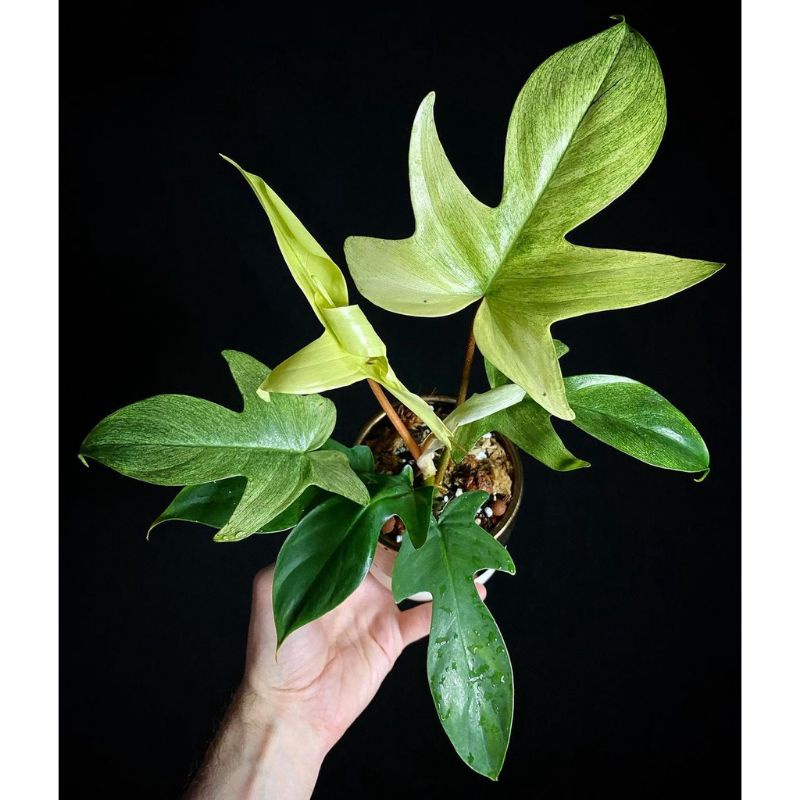 Philodendron Florida Ghost Mint