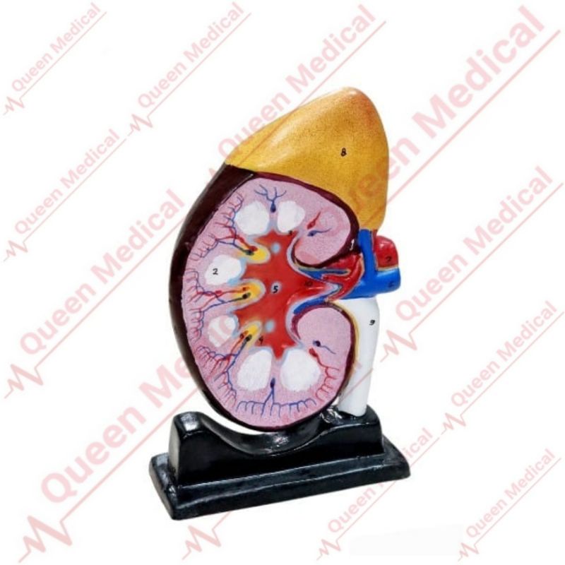 Model Ginjal Manusia