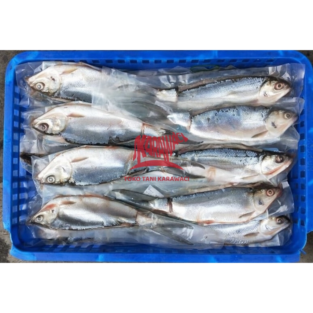 Ikan Bandeng Tanpa Duri / Bandeng Cabut Duri @350gr - PREMIUM
