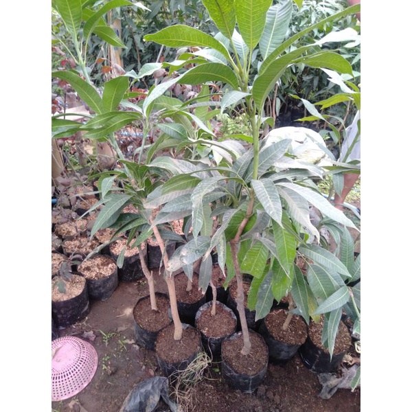 Bibit Mangga Miyazaki