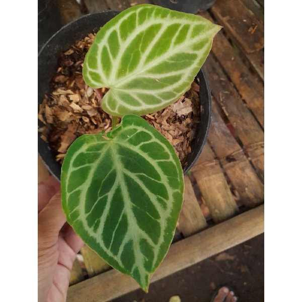 Tanaman hias anthurium silver tiger