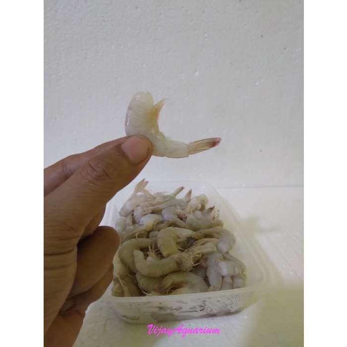 Udang Beku Bersih Tanpa Kepala Makanan Pakan Ikan Predator