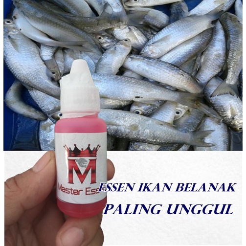 Essen ikan Belanak paling unggul Jitu