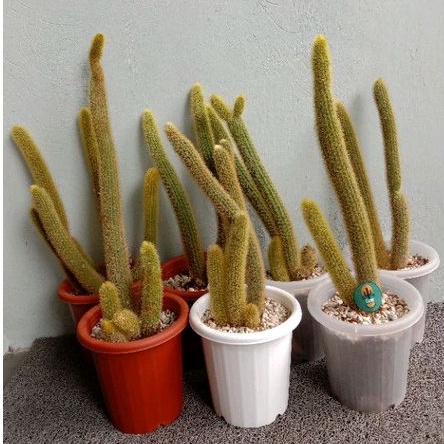 kaktus tupai/ Sukulen / Tanaman kaktus / pot kaktus / kaktus ownroot / kaktus potelan / hampers kakt