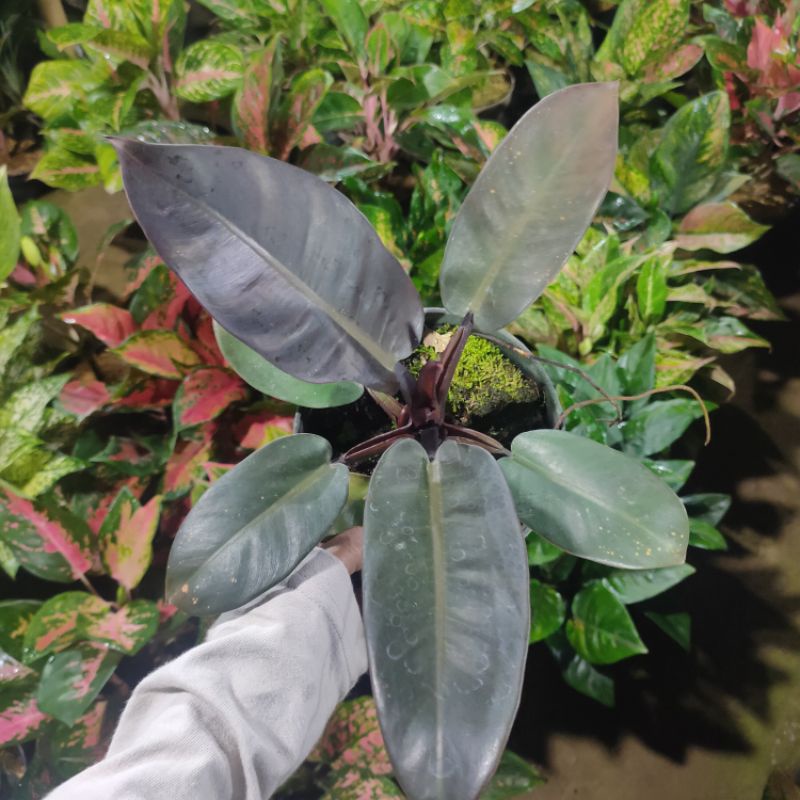 Black Cardinal Philo