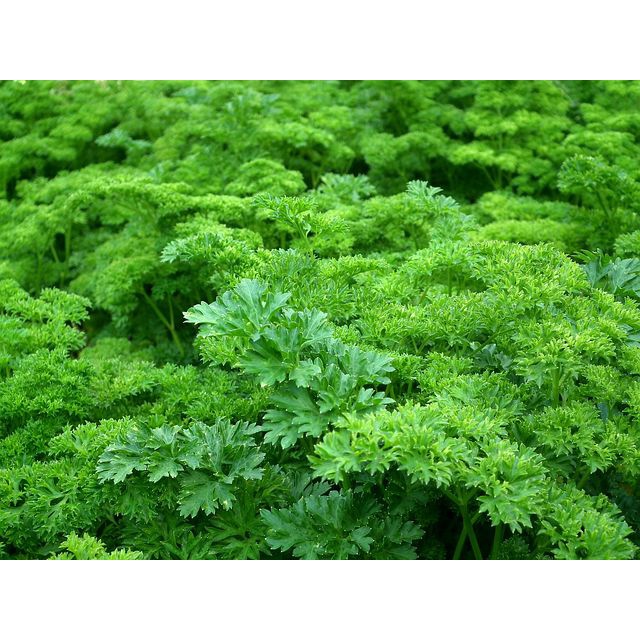 30 Benih Tanaman Parsley/ Bneih Peterseli/  Kualitas Unggul