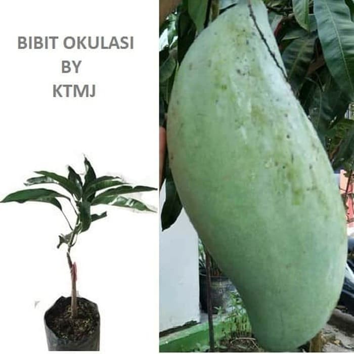 Bibit Tanaman Pohon Mangga Mahathir Mahatir Hasil Okulasi Jaminan Asli FF11
