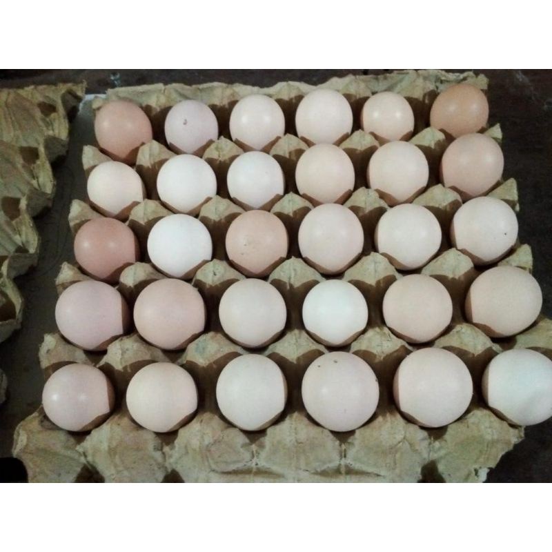

Telur Ayam Kampung Asli/Butir
