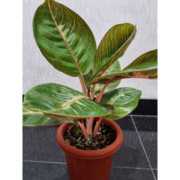 aglonema moonlight gerhana