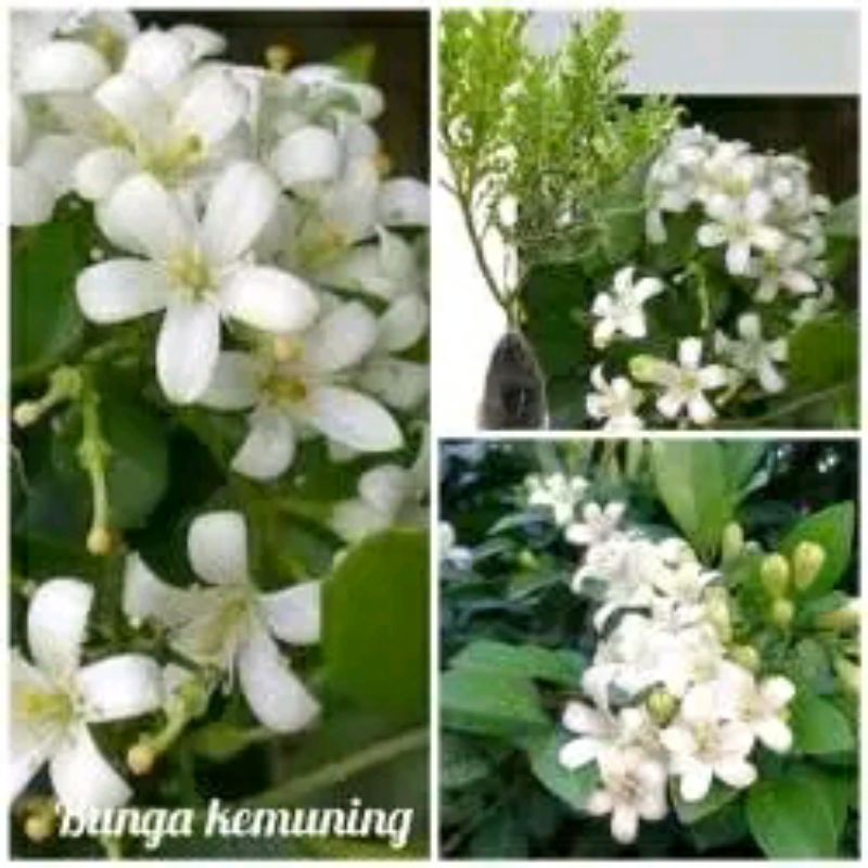 bunga wangi semerbak  bunga kemuning micro super daun kecil