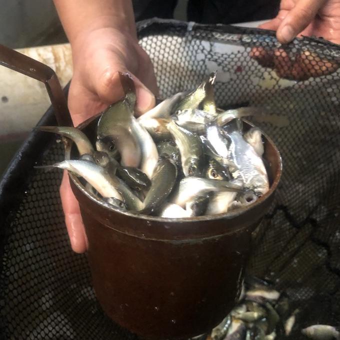 Bibit ikan mas literan