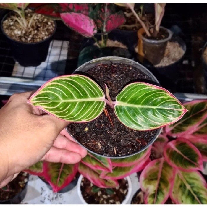 tanaman hias aglonema minion anakan