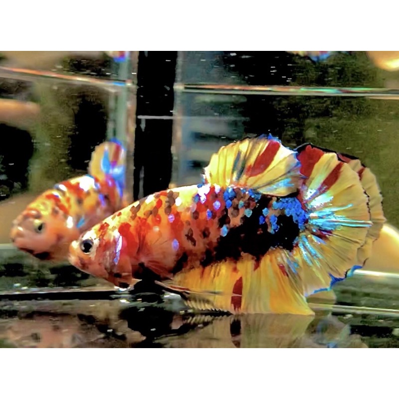 CUPANG YELLOW BASE MULTI TOP GRADE