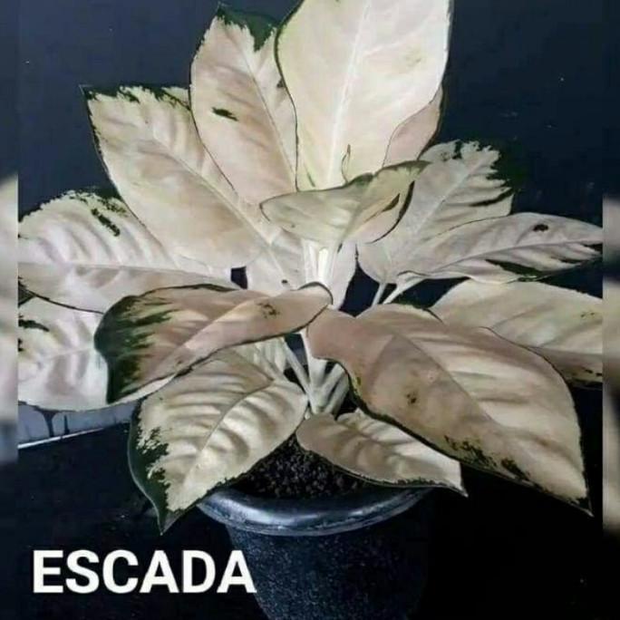 aglonema escada anakan asli