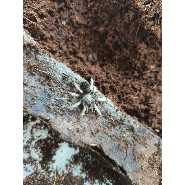 Brachypelma Boehmei Juvenille