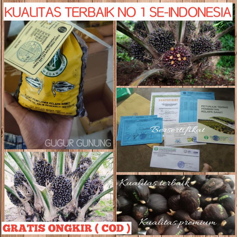 BIBIT POLONG KECAMBAH SAWIT DXP PPKS MAREHAT KUALITAS UNGGUL BIBIT SAWIT MARIHAT UNGGUL ASLI BERSERTIFIKAT