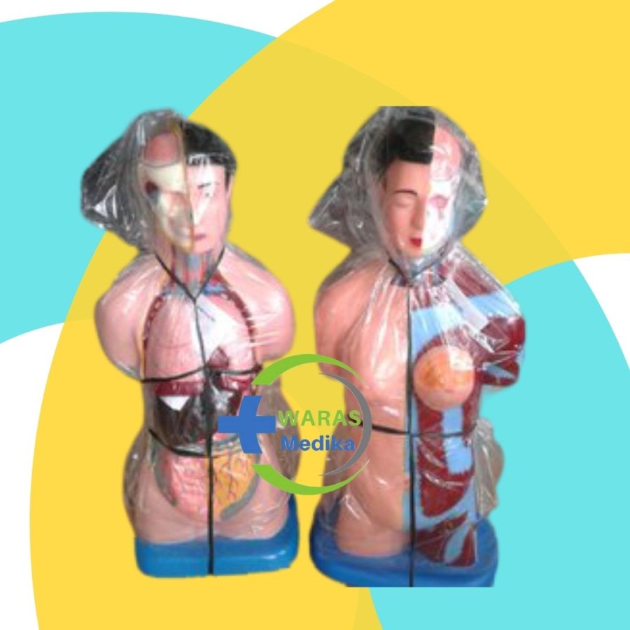 TORSO ANATOMI|PHANTOM MANIKIN/WANITA
