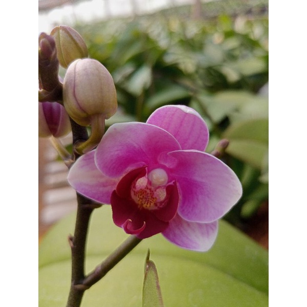 anggrek bulan grade B ungu gradasi putih phalaenopsis hybrid bunga mini kondisi knop mekar spike ang