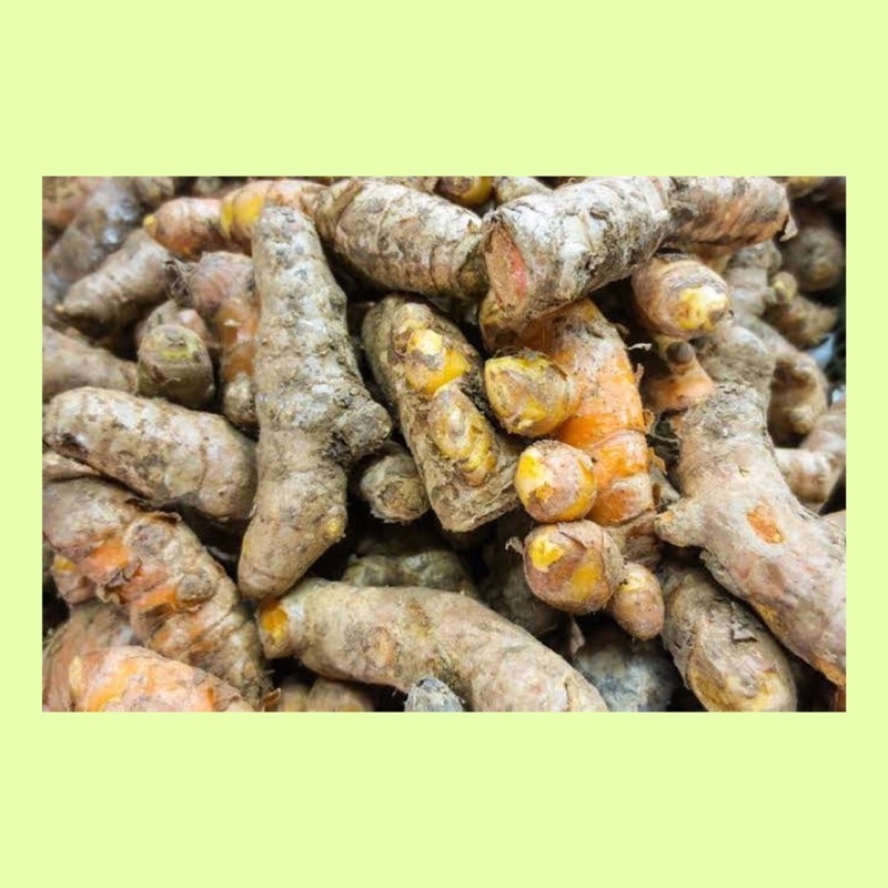 

Kunyit / bumbu masakan / kunyit fresh