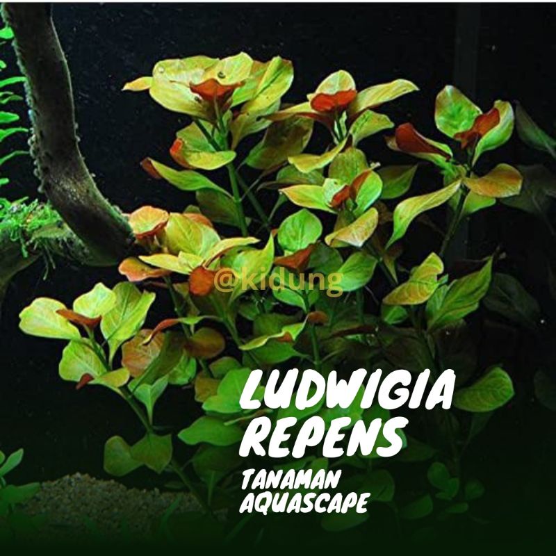 Ludwigia repens ( Tanaman Aquascape Tanpa Co2 Tumbuhan Air Aquarium )