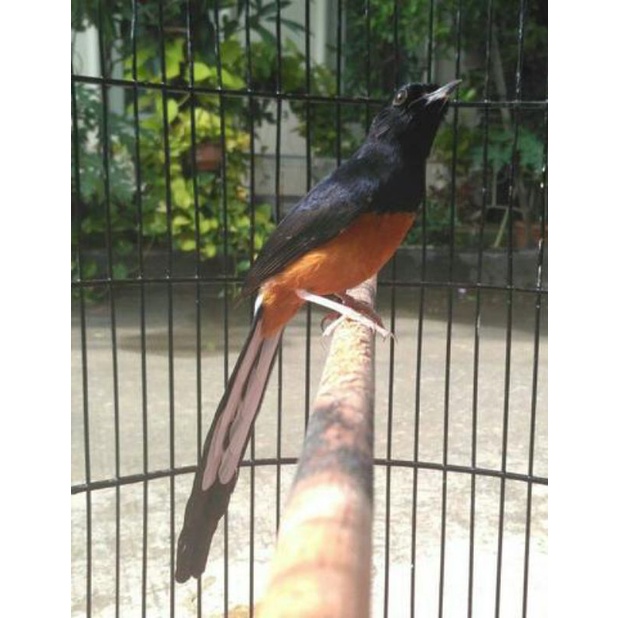 burung murai mh ekor panjang voer kasar bunyi