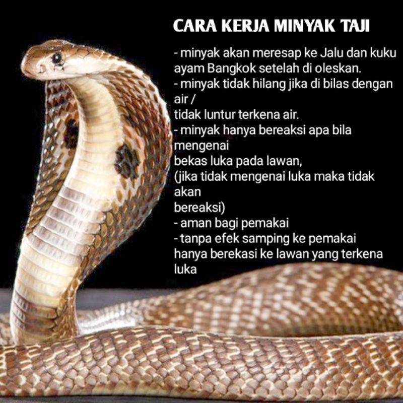Minyak Taji Racun Jalu ular king cobra sabung ayam Bangkok aduan rahasia petarung