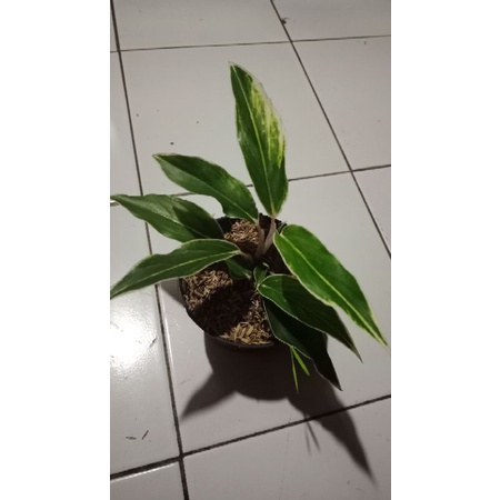 Aglonema Lipstik white