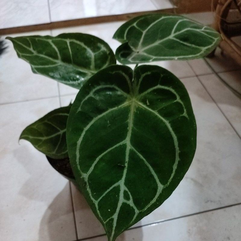 Anthurium forgetii x magnificum
