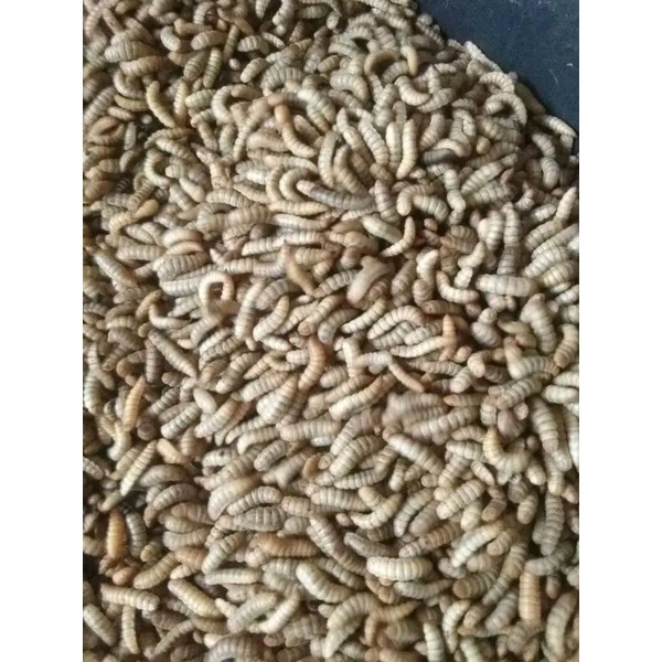 BGR- Maggot BSF Fresh Hidup 100gram