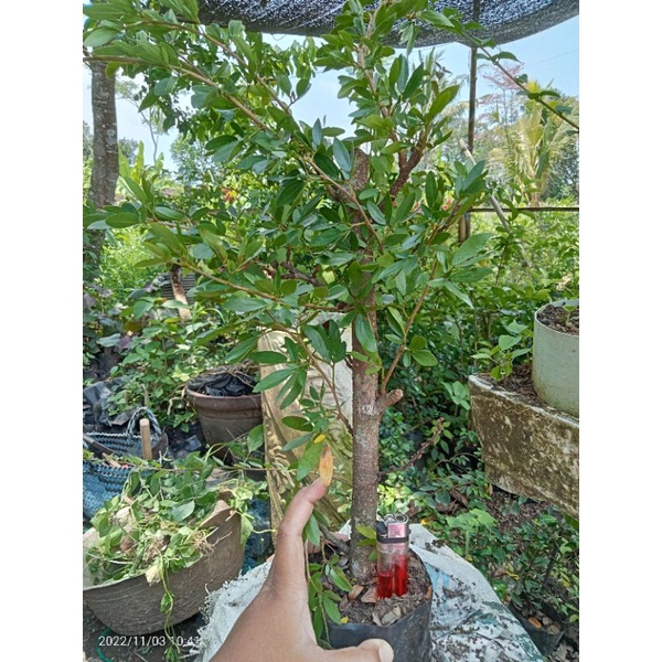 Kaliandra sulimaraja besar