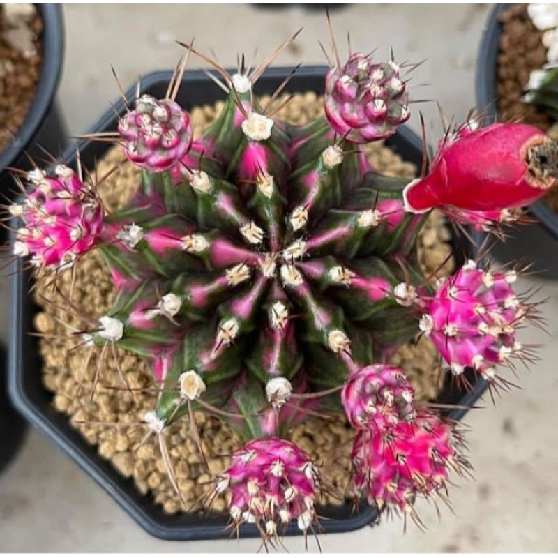 10pcs Biji benih tanaman kaktus gymno pink diamond