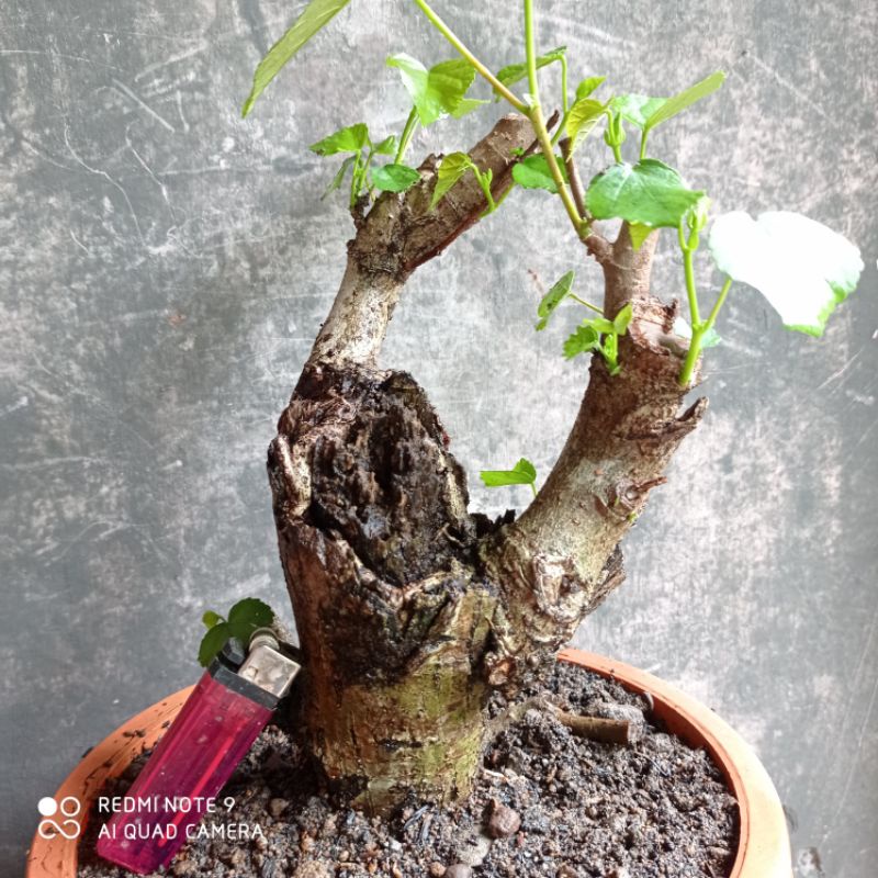 Jual Bahan Bonsai Waru Lokal Realpic Shopee Indonesia