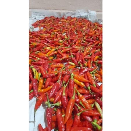 

Cabe Rawit Merah/ Cabe Galak