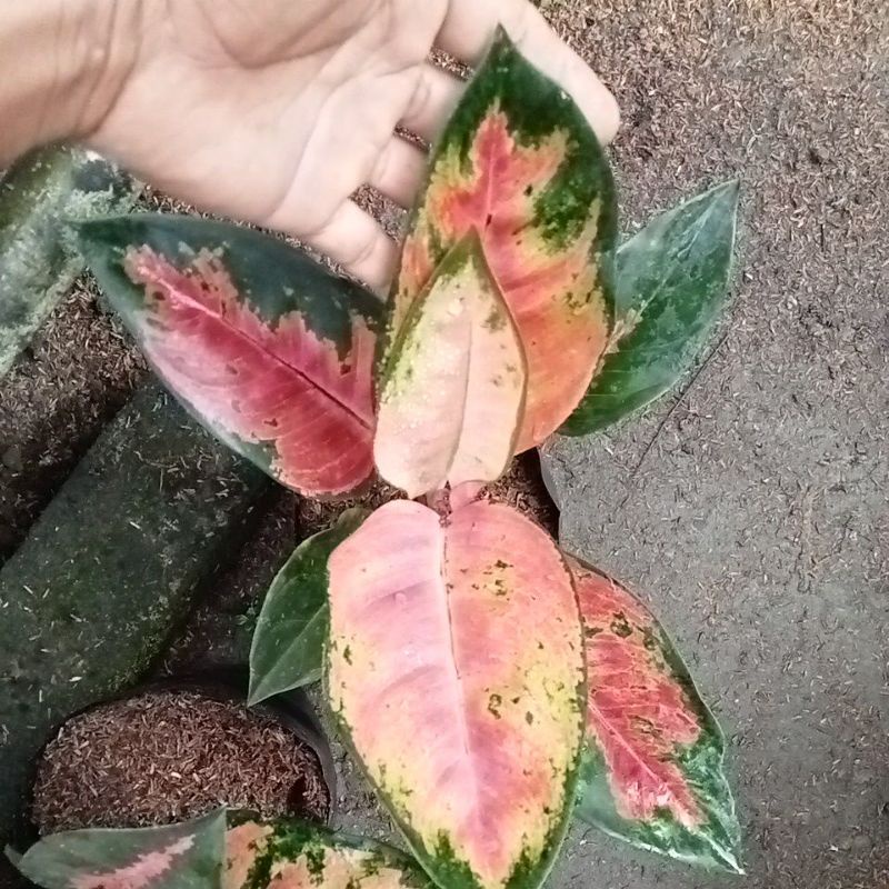 kocin merah menor murce promo