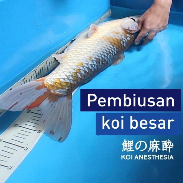 Bius Ikan Koi Anesthesia 100 ml