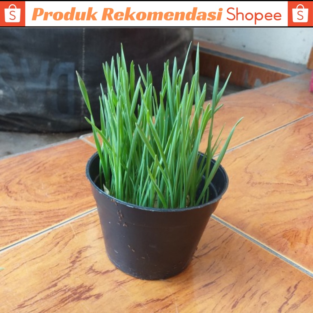 Rumput Kucing Benih Wheatgrass Paket Lengkap [Benih Wheatgrass, Pot 10cm dan Metan]