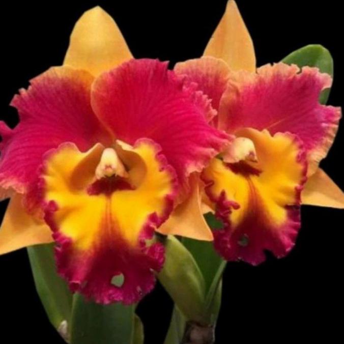 ANGGREK CATTLEYA BLC RUNGNAPA FANCY DEWASA