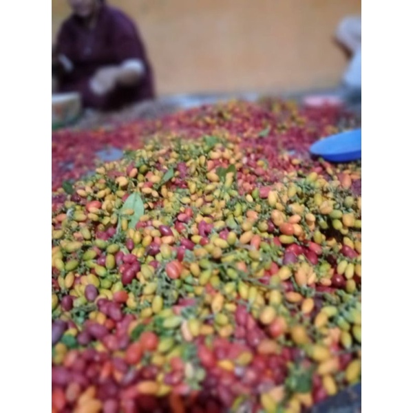 

MELINJO UTUH BELUM KUPAS 1KG
