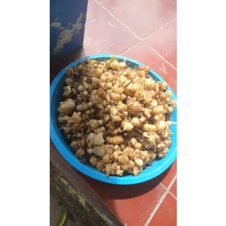 bibit umbi dewa / akar dewa / umbi samsit