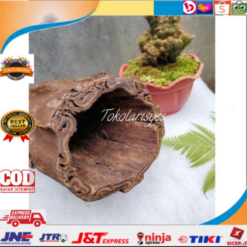 Pot batang pakis unik untuk media tanam