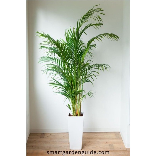 TANAMAN HIAS POHON PALEM KUNING TINGGI 1 METER - TANAMAN HIAS INDOOR