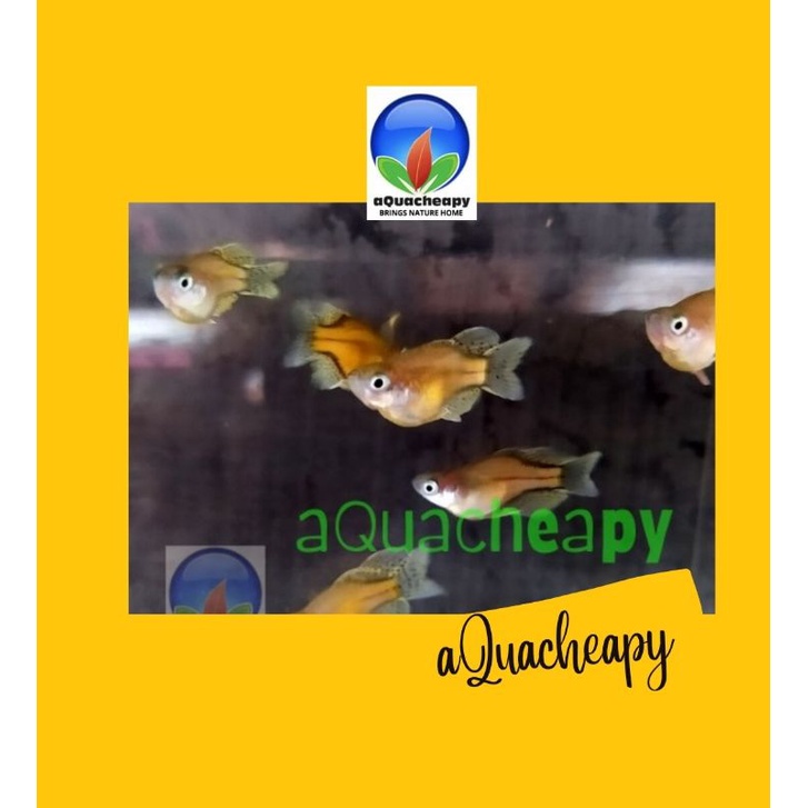 Getrudae Getrude Balon