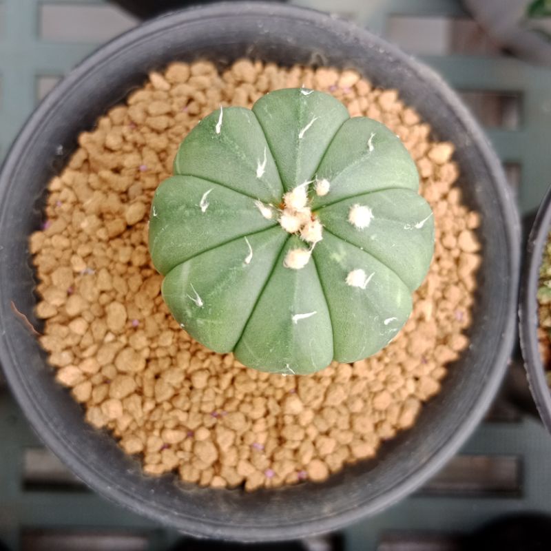 Astrophytum Asterias