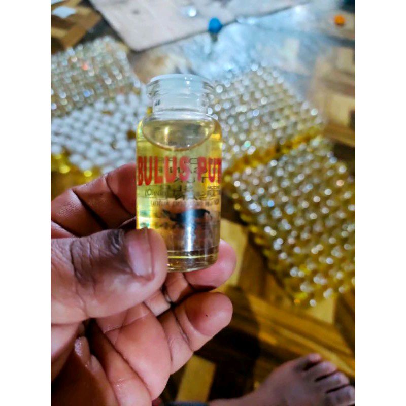 MINYAK BULUS ORIGINAL BULUS PUTIH