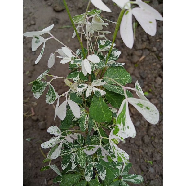 Tanaman Asem Londo Varigata / Asam Kranji Variegata