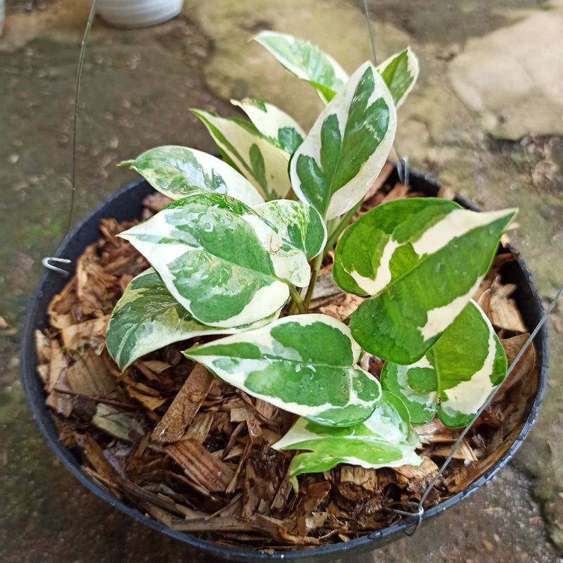 Tanaman hias sri gading enjoy besar / tanaman gantung sirih gading enjoy-coin / sri gading enjoy