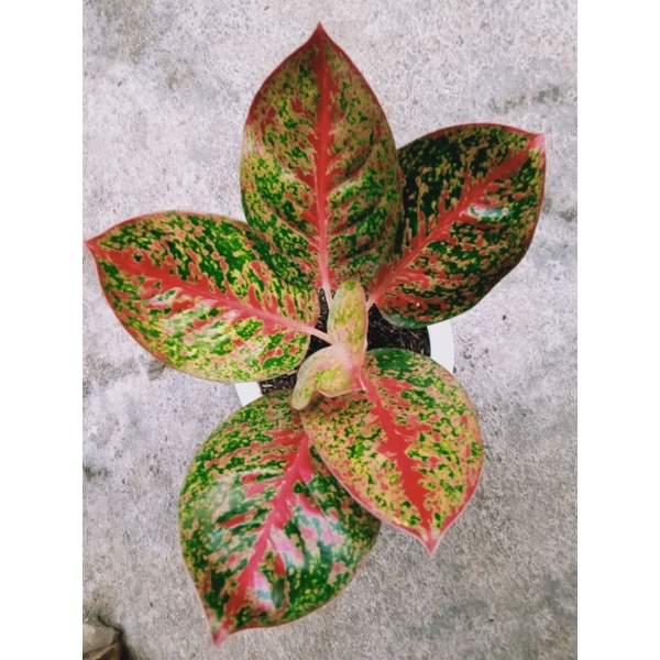 aglonema red Anja, Stardust,flaminggo, Margaret,red venus, Antorium garuda