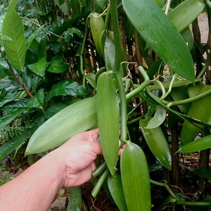 benih vanili planifolia bibit 30cm