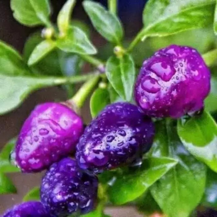 Bibit Tanaman / Pohon Buah Cabai Rawit Ungu / Murah Berkualitas FF11