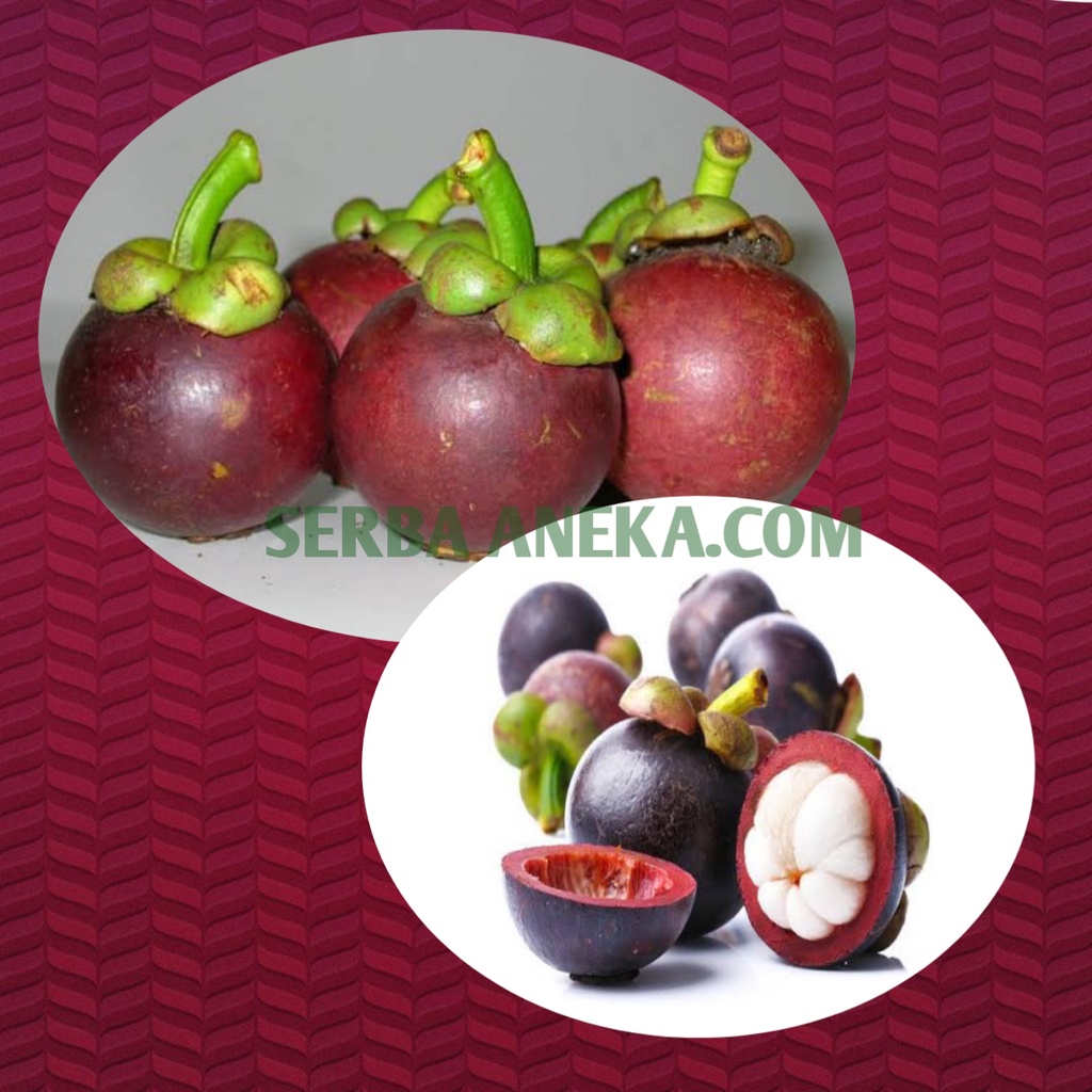 

Buah MAnggis Segar Buah manggis FREshh ( PER KILO )